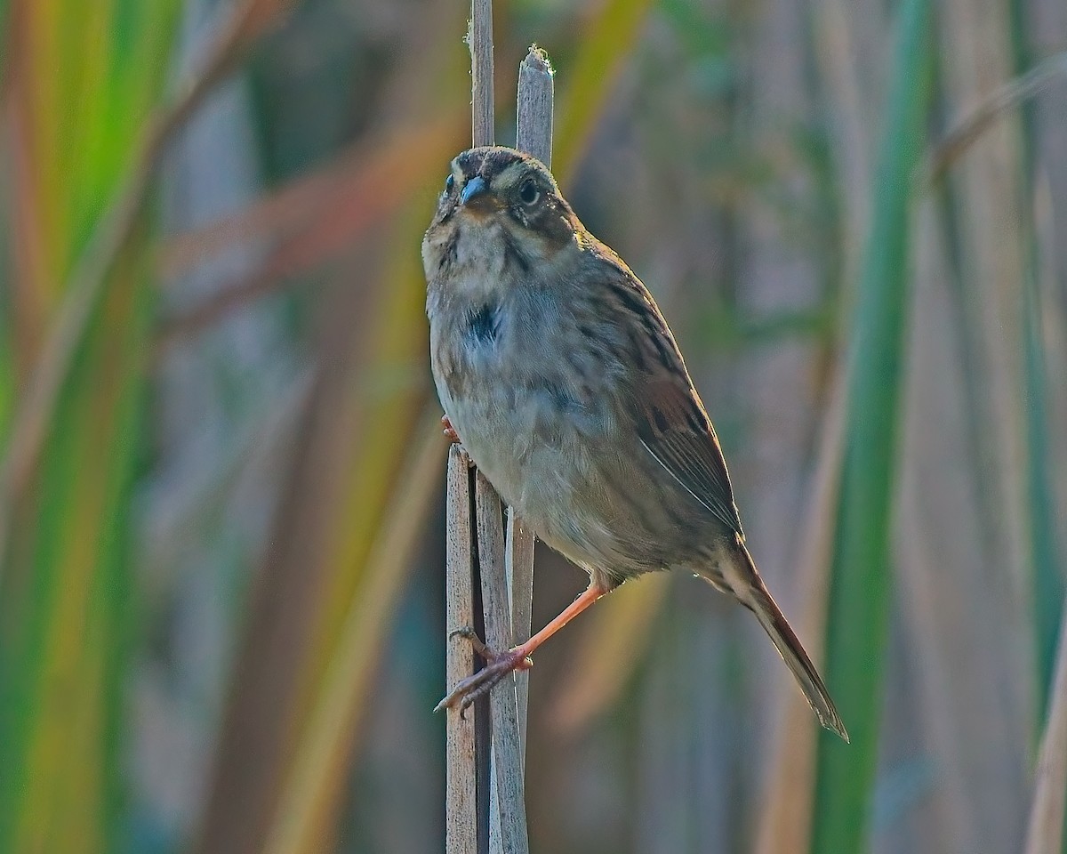 Swamp Sparrow - ML642175744