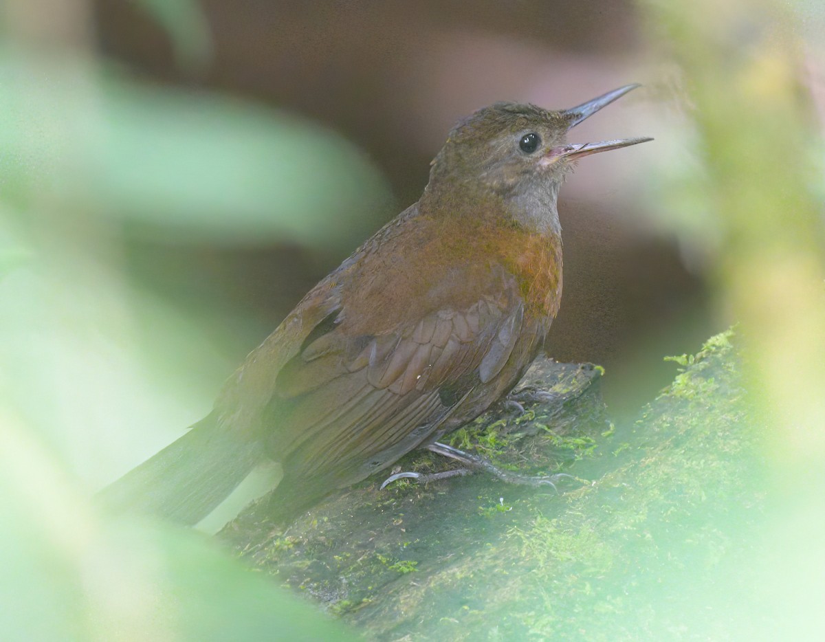 Gray-throated Leaftosser - ML642175746