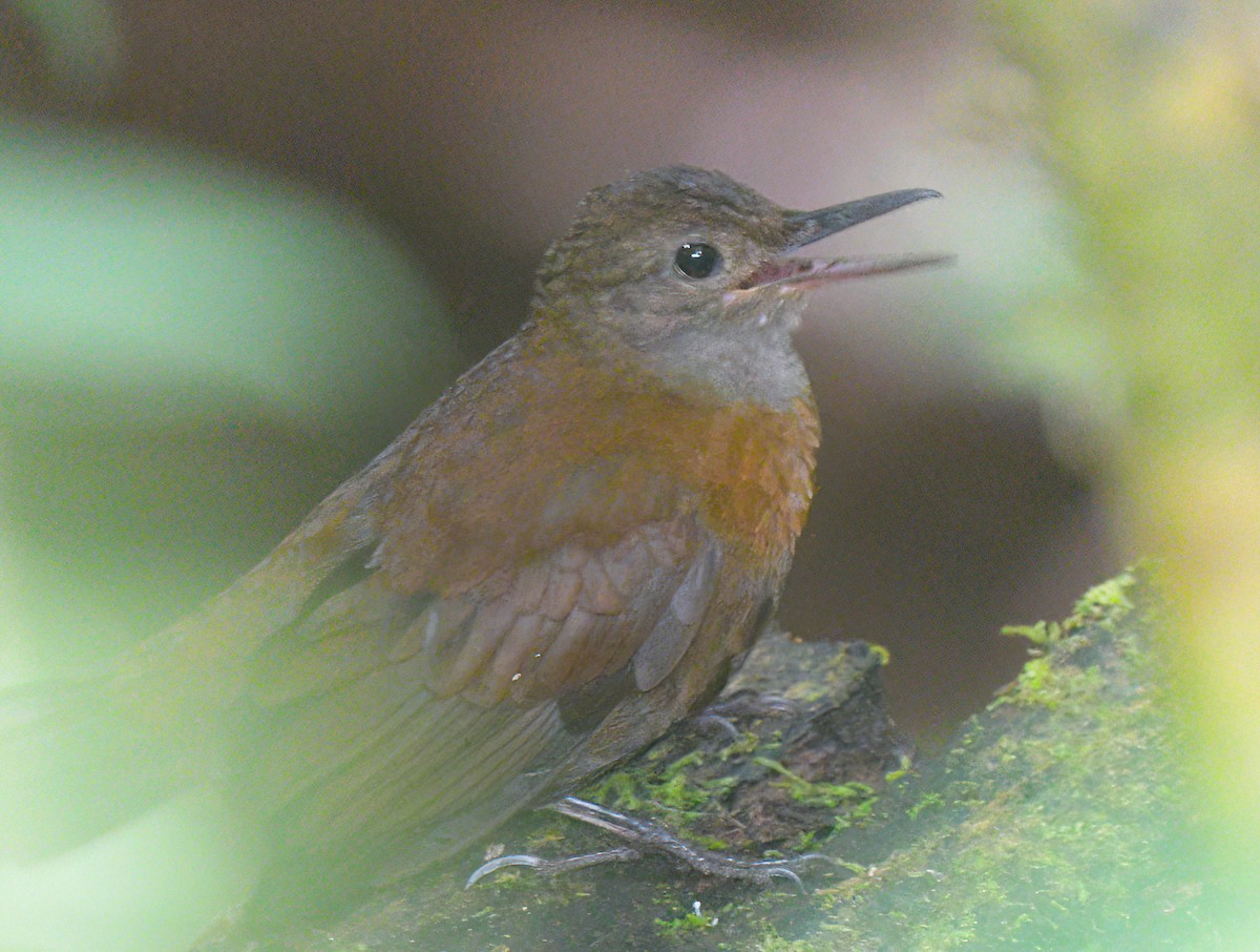 Gray-throated Leaftosser - ML642175748