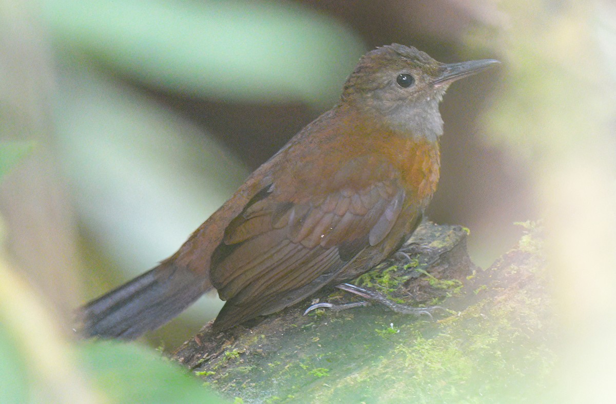 Gray-throated Leaftosser - ML642175749