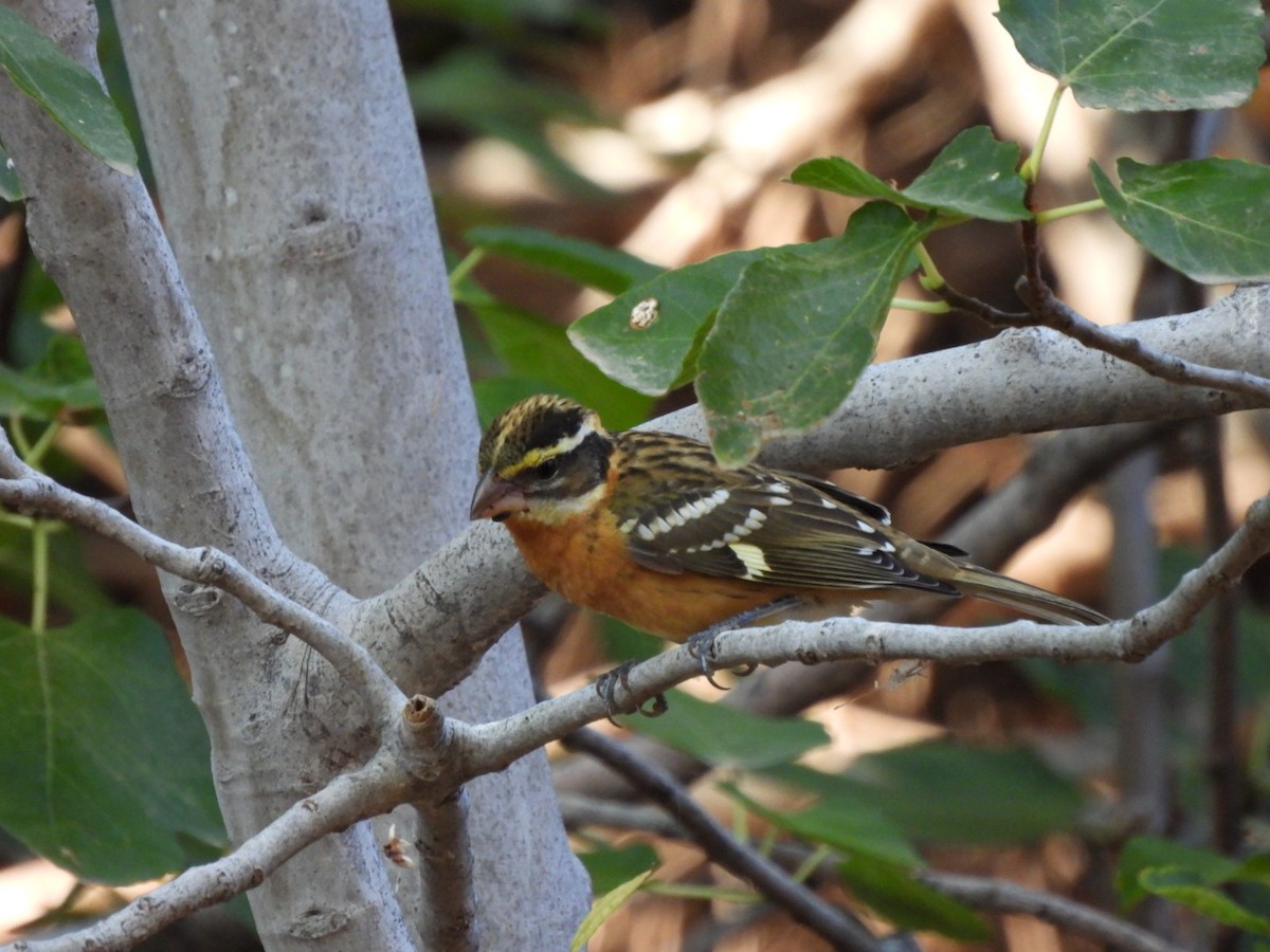 Black-headed Grosbeak - ML642175759