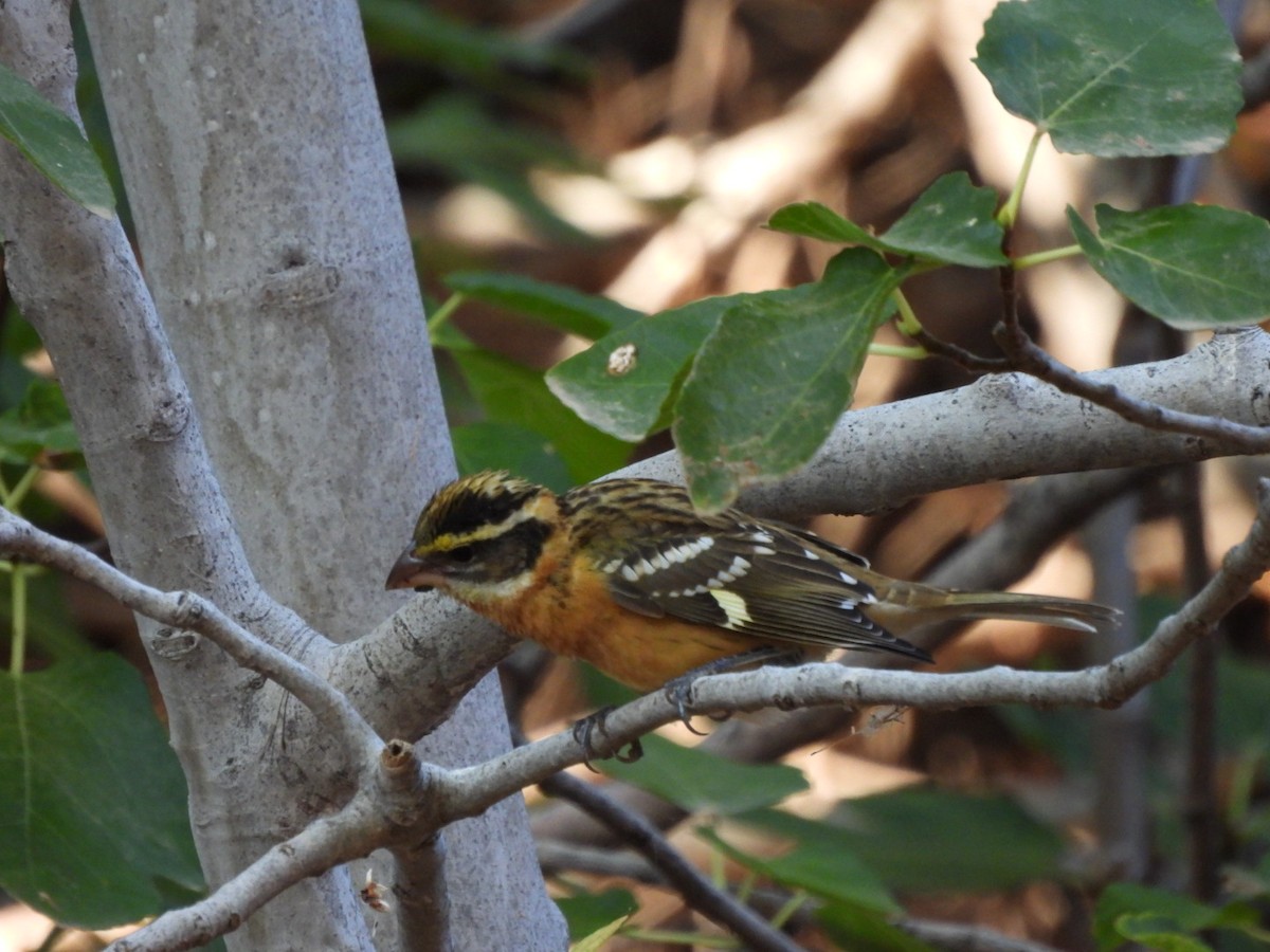 Black-headed Grosbeak - ML642175760