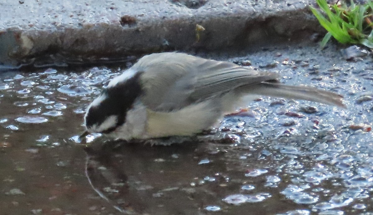 Mountain Chickadee (Rocky Mts.) - ML642175761
