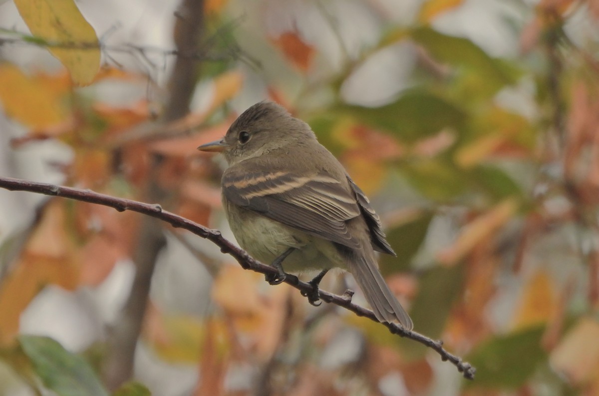 Willow Flycatcher - ML642175781