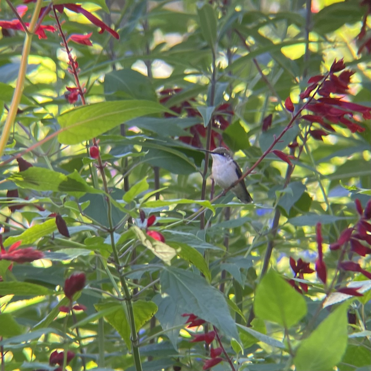 Ruby-throated Hummingbird - ML642175825