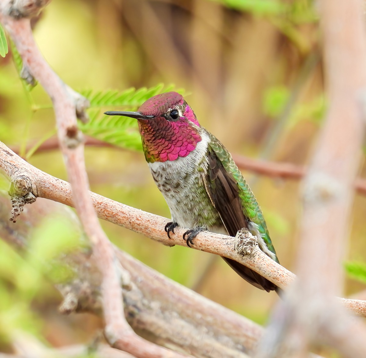 Colibri d'Anna - ML642175844