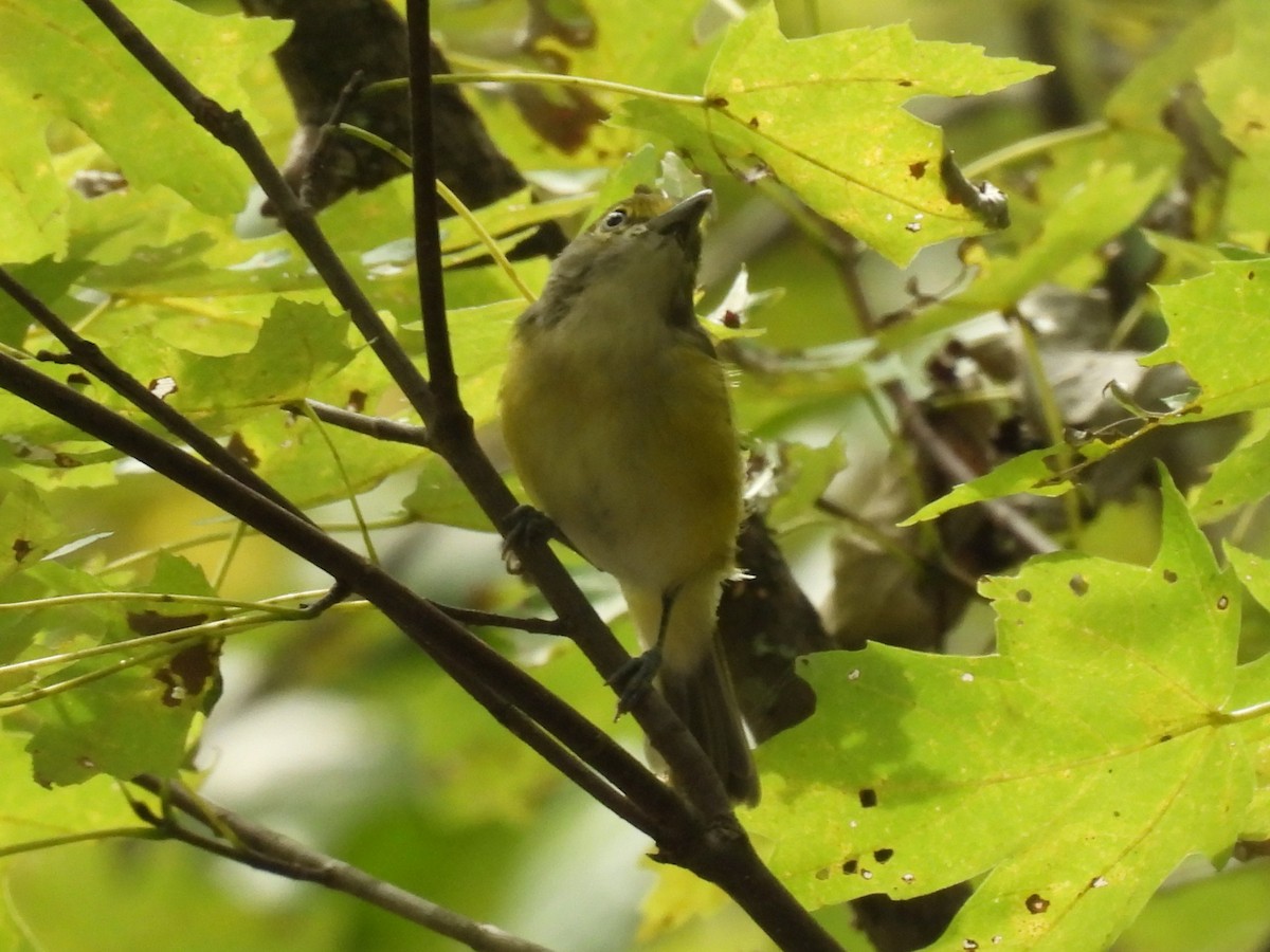 White-eyed Vireo - ML642175862