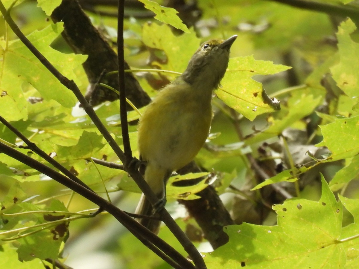 White-eyed Vireo - ML642175863
