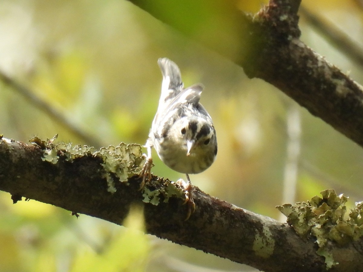Black-and-white Warbler - ML642175906