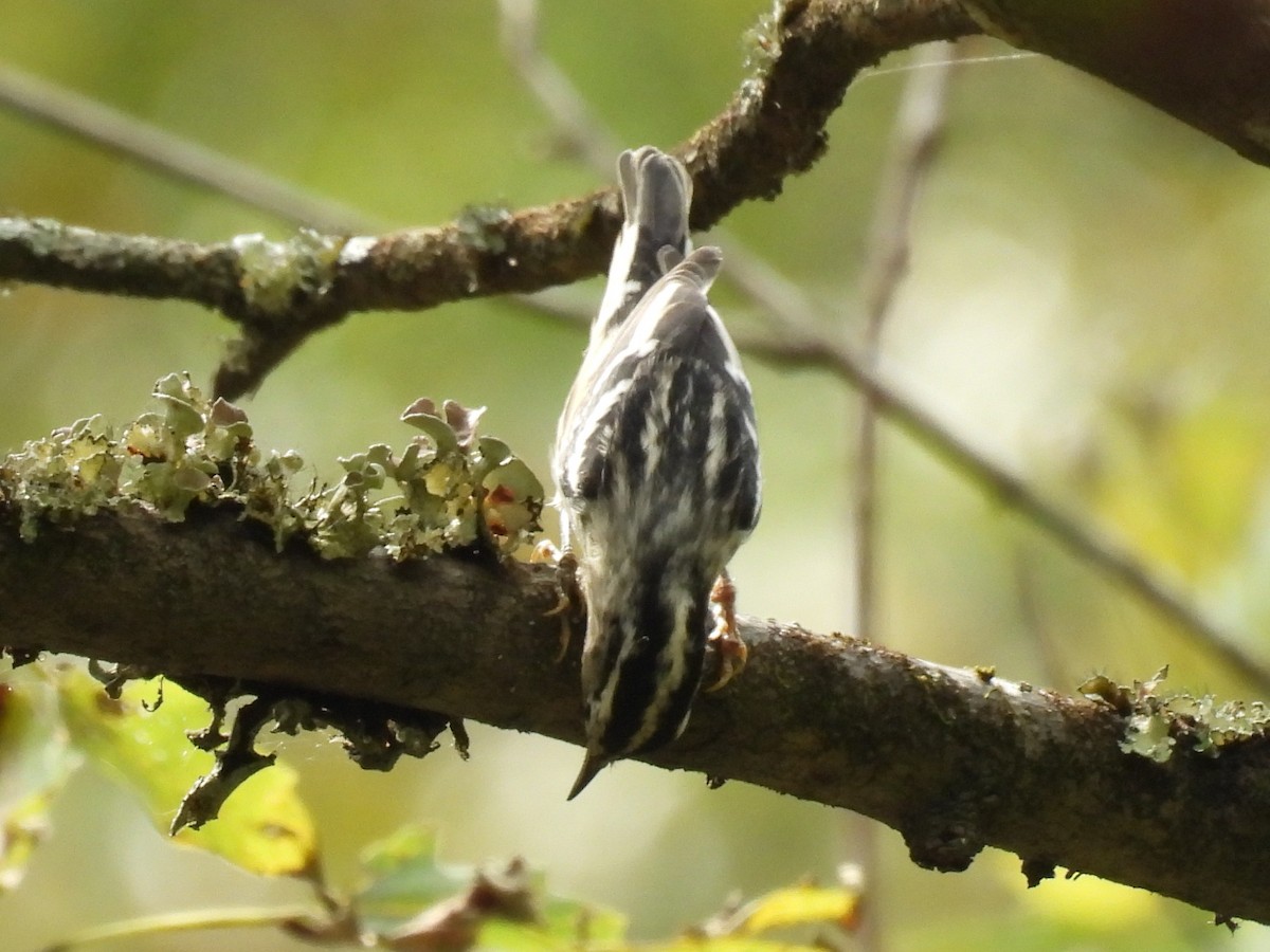 Black-and-white Warbler - ML642175907