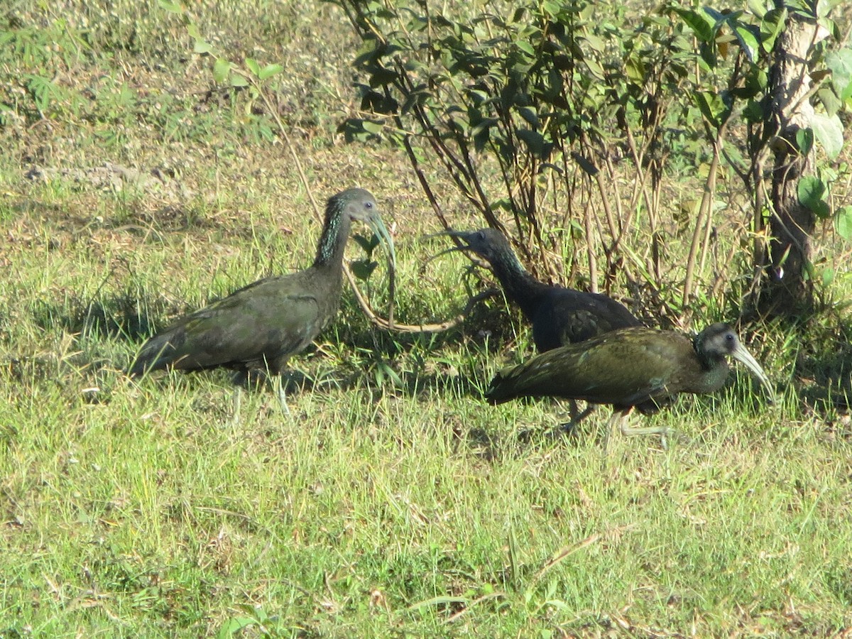 ibis zelený - ML64217591