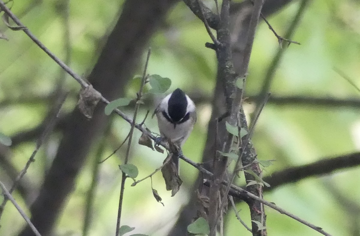 Black-capped Chickadee - ML642175937