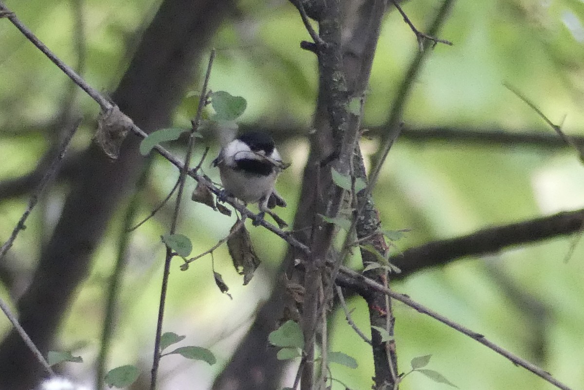 Black-capped Chickadee - ML642175938
