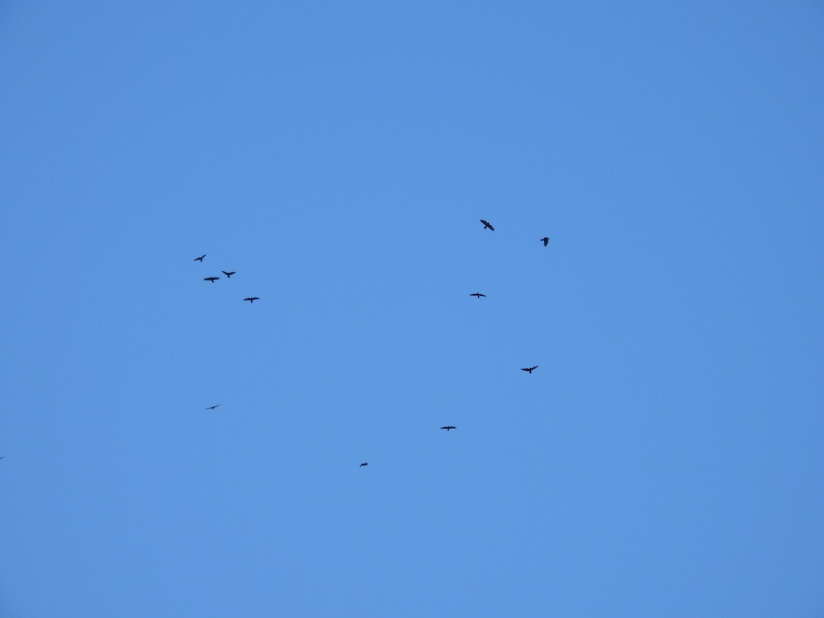 Fish Crow - ML642175940