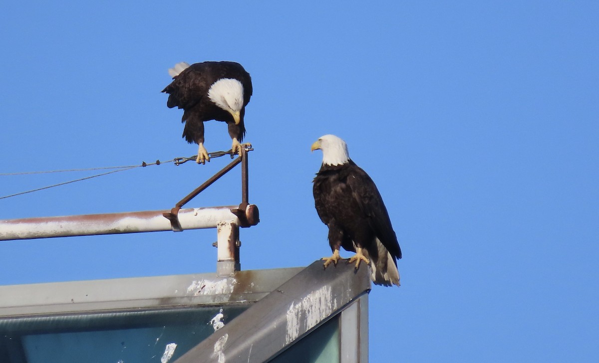 Bald Eagle - ML642175942