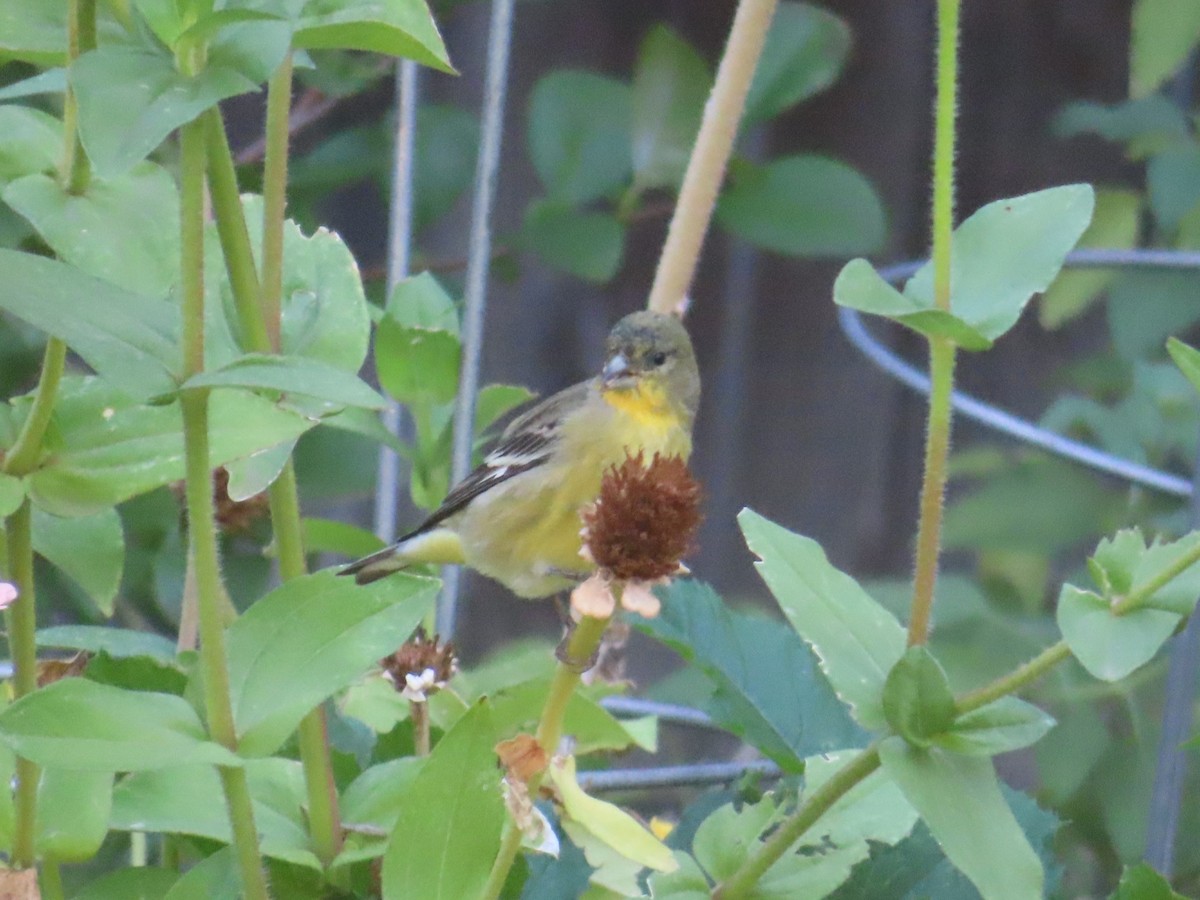 Lesser Goldfinch - ML642175983