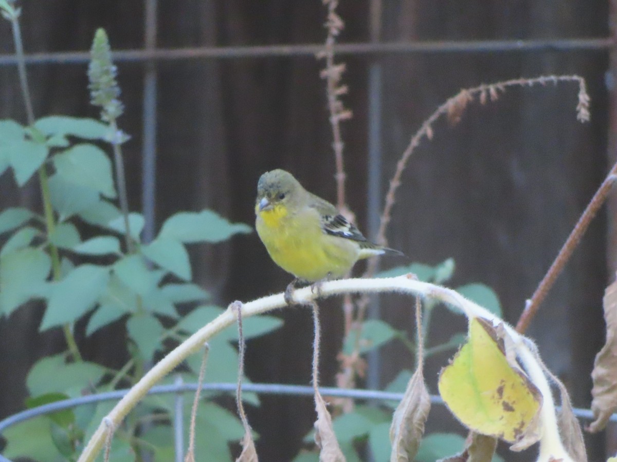 Lesser Goldfinch - ML642175991