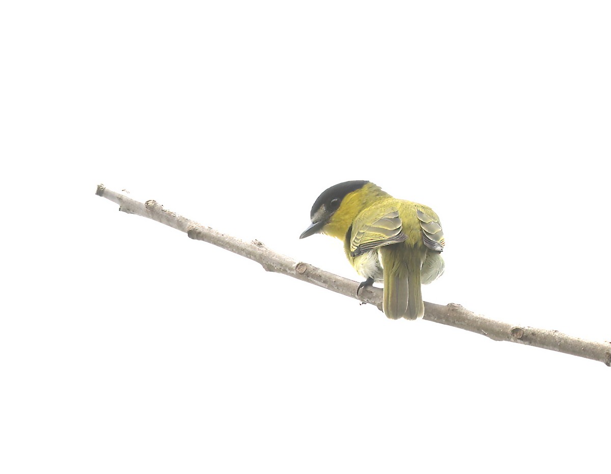 Green-backed Becard - ML642176004