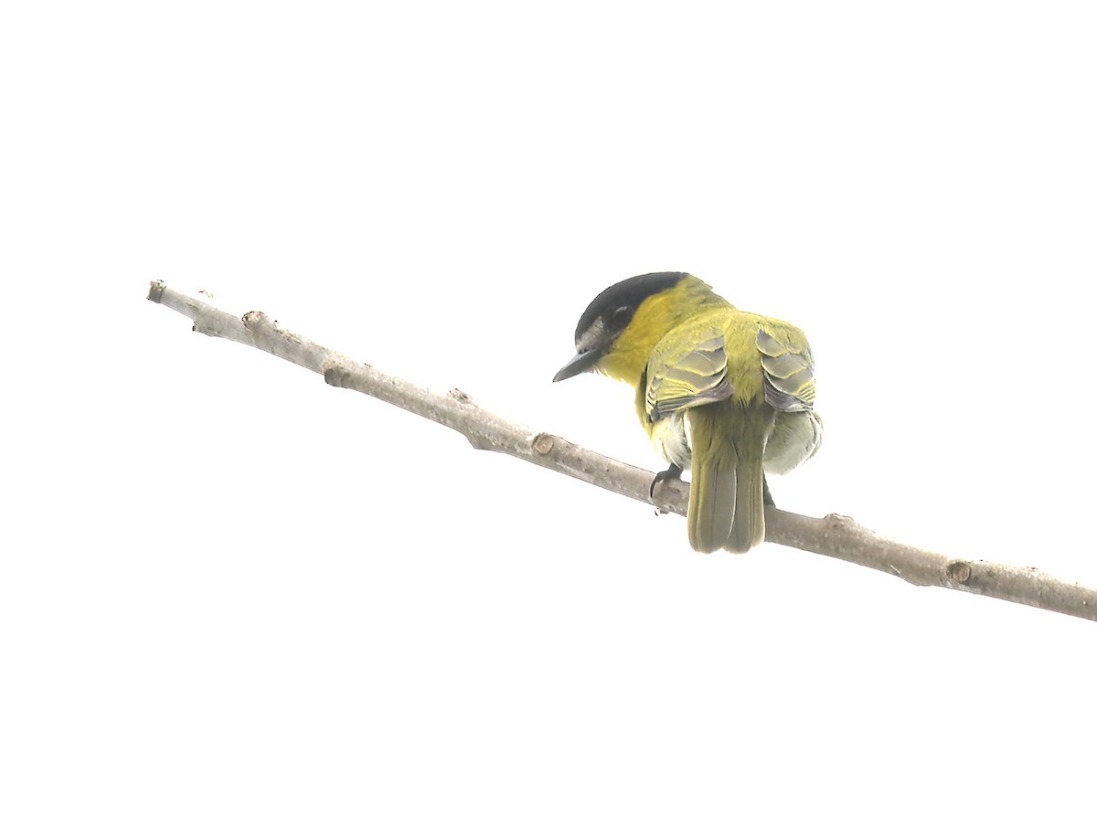 Green-backed Becard - ML642176005