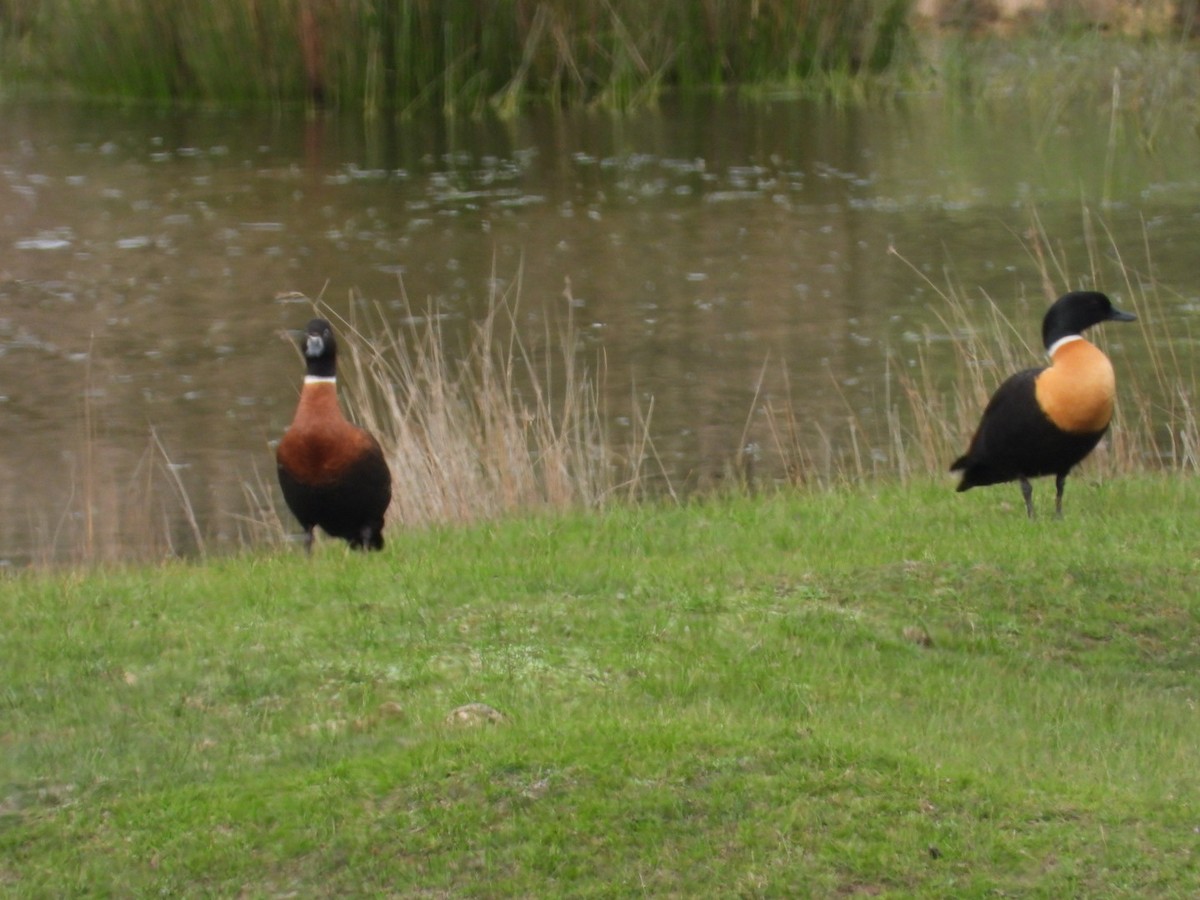 Australian Shelduck - ML642176014
