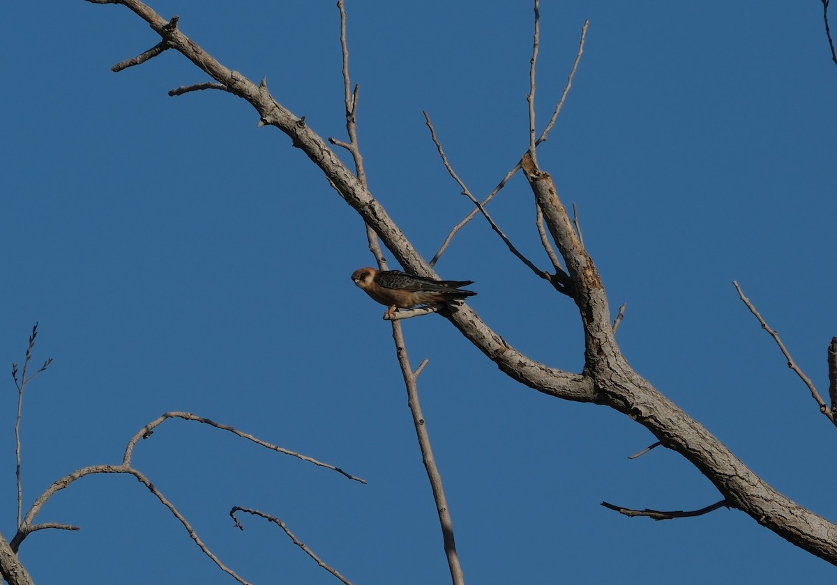 Red-footed Falcon - ML642176015