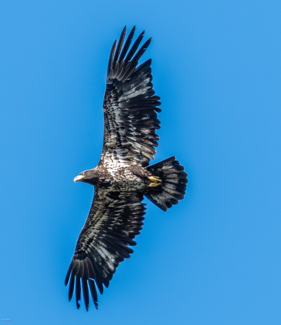 Bald Eagle - ML642176016