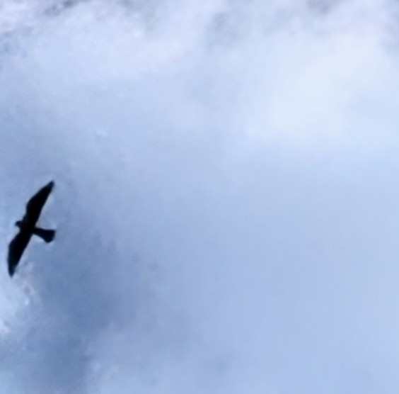 Mississippi Kite - ML642176025