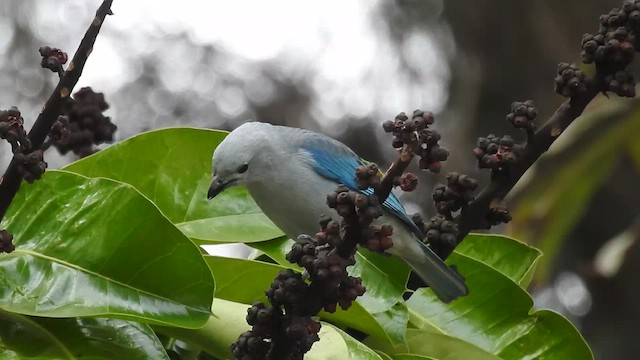 Blue-gray Tanager - ML642176034