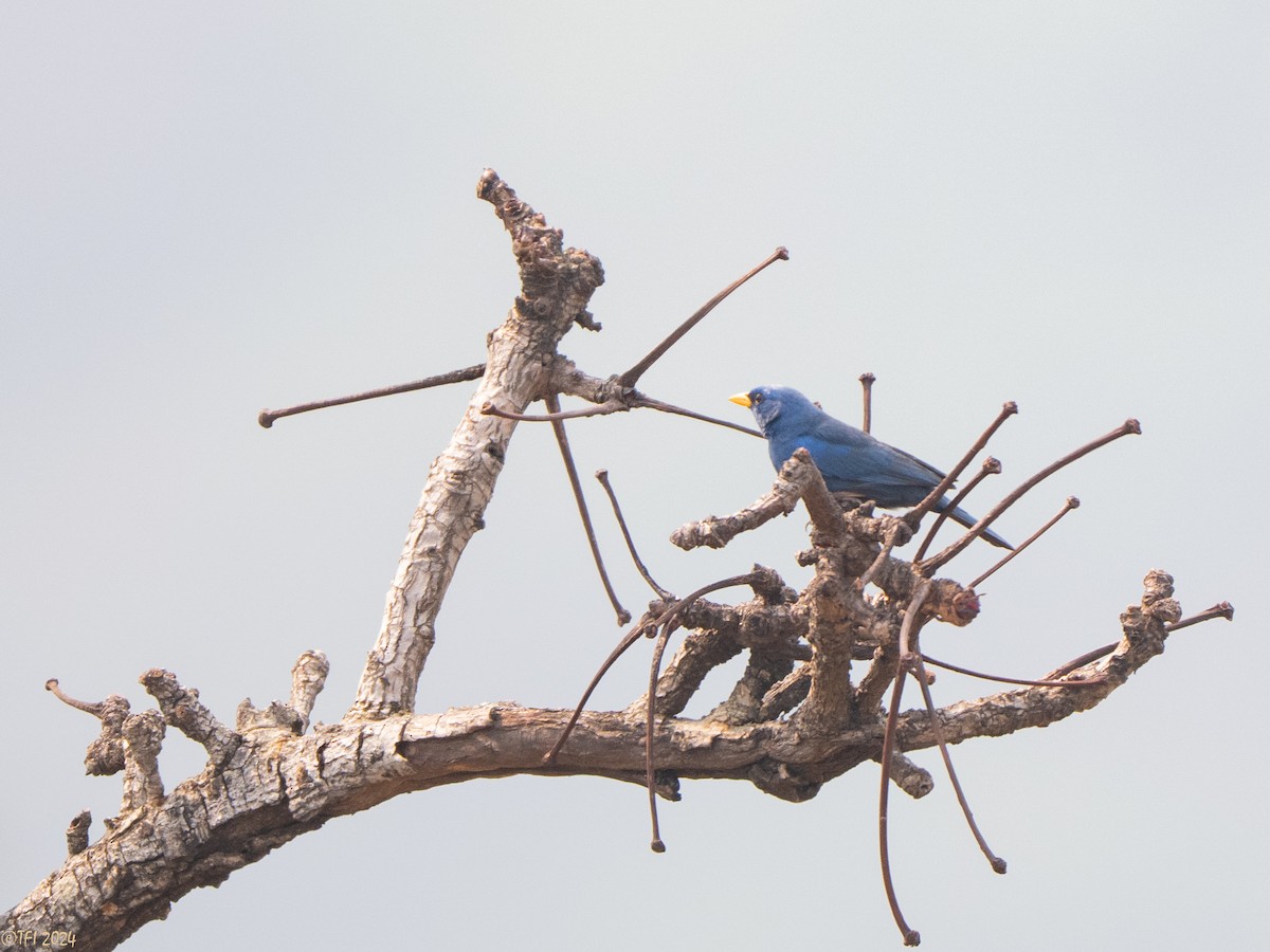 Blue Finch - ML642176038