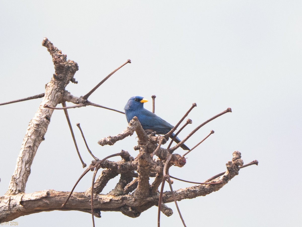 Blue Finch - ML642176039