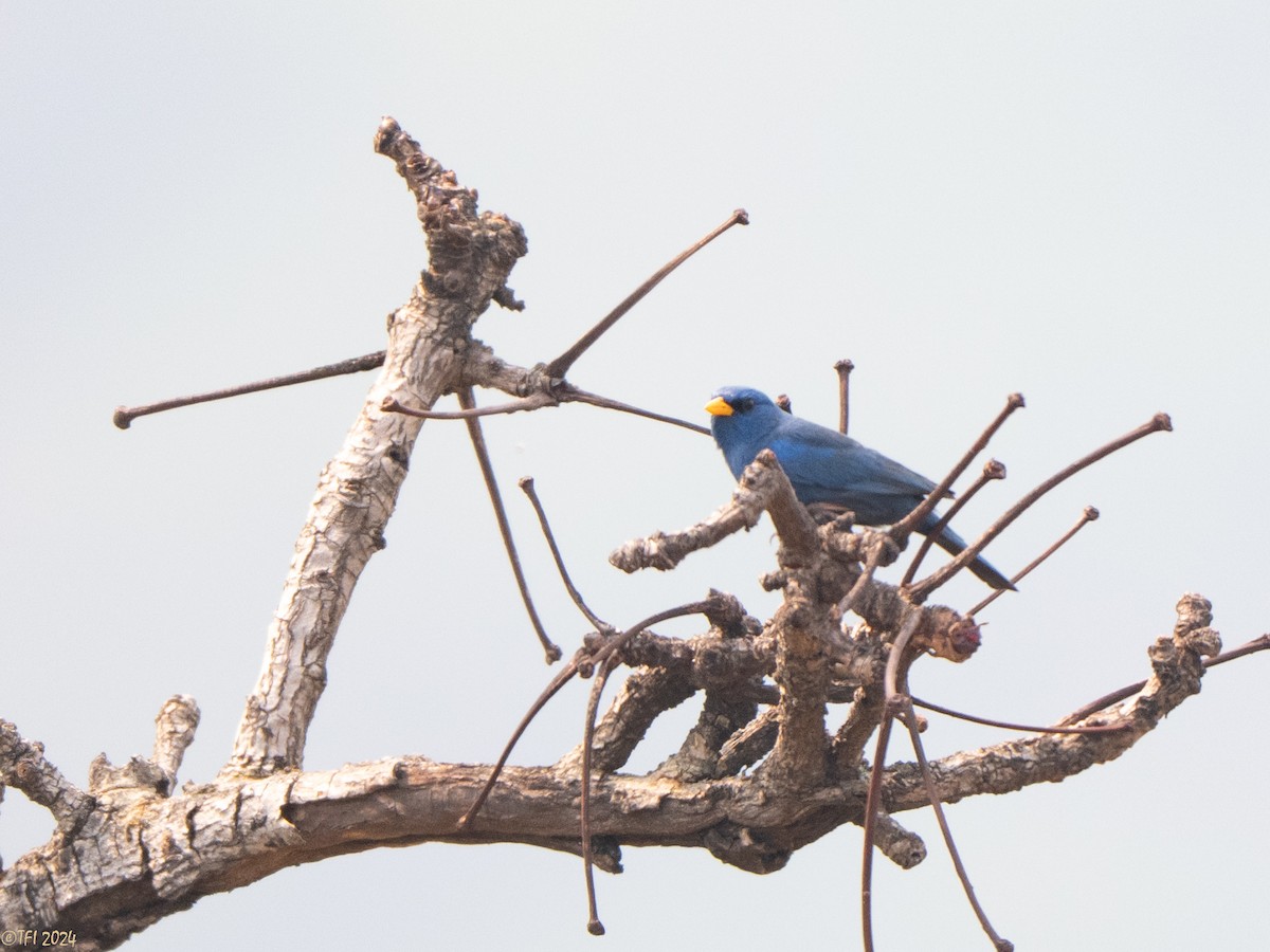 Blue Finch - ML642176042