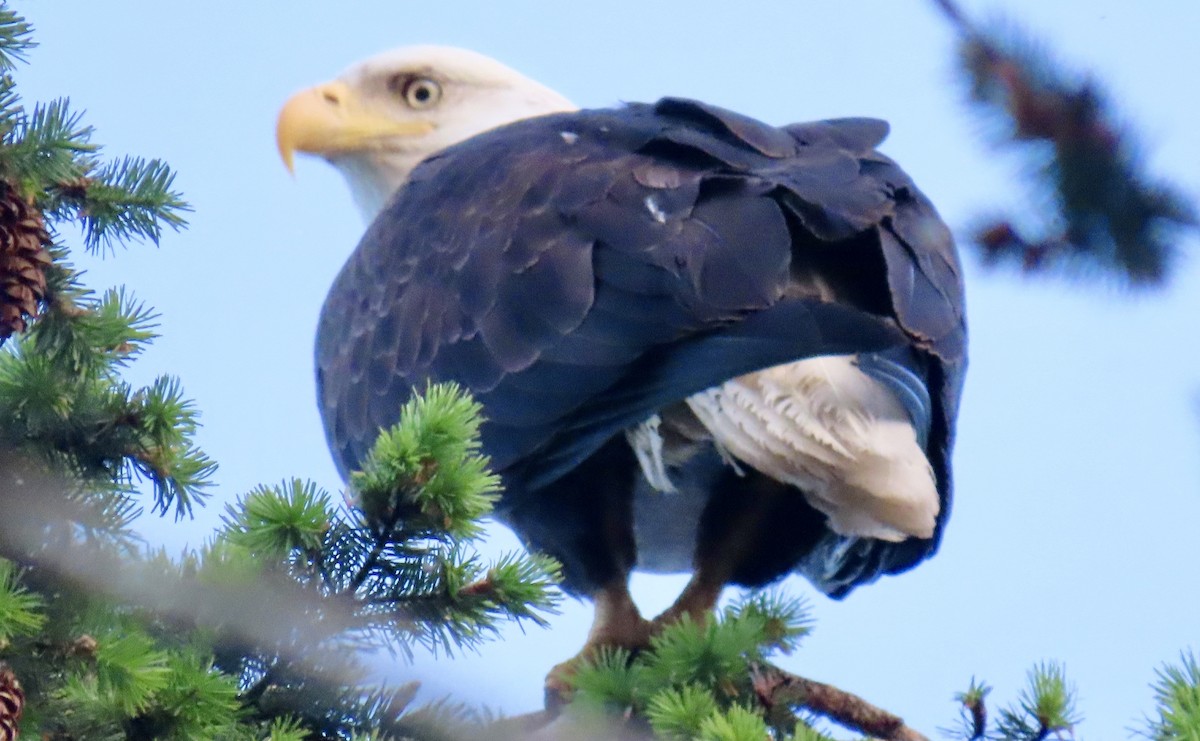 Bald Eagle - ML642176043