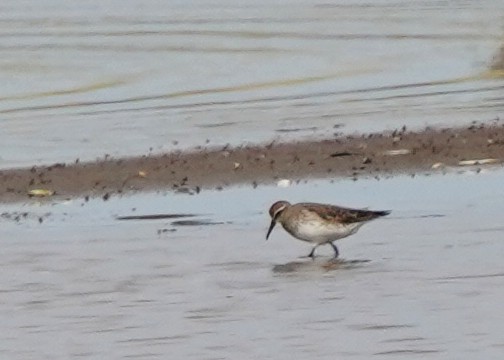 White-rumped Sandpiper - ML642176055