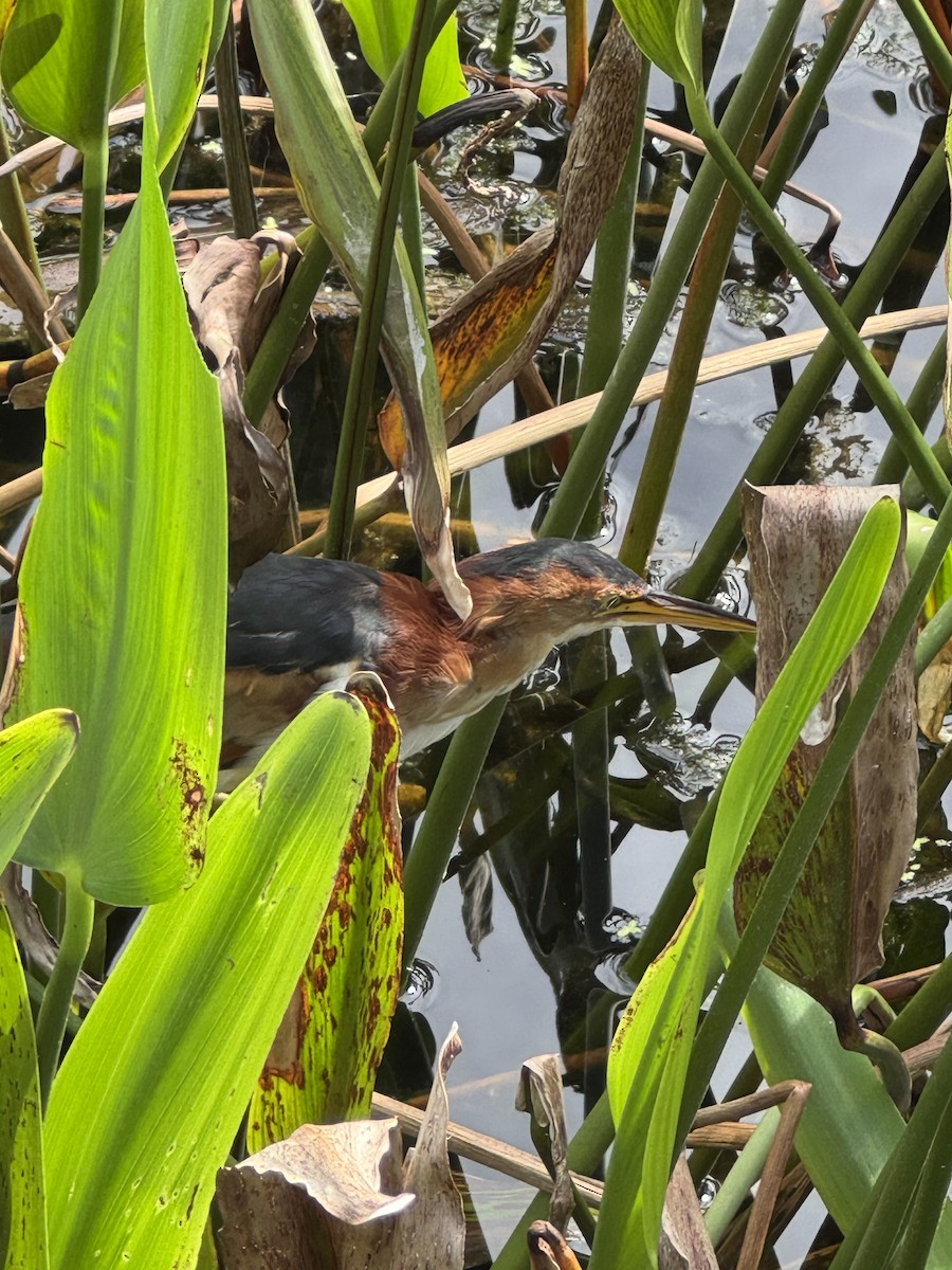 Least Bittern - ML642176058