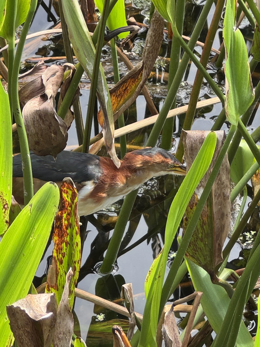 Least Bittern - ML642176059