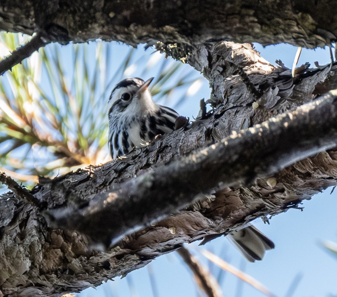Black-and-white Warbler - ML642176062