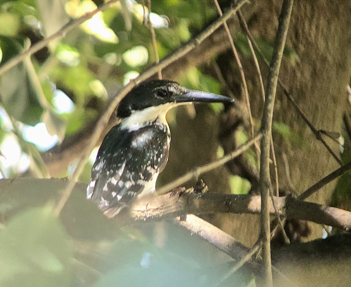 Green Kingfisher - ML642176069