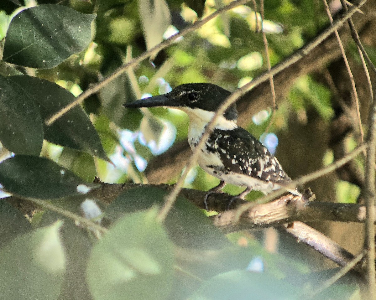 Green Kingfisher - ML642176077