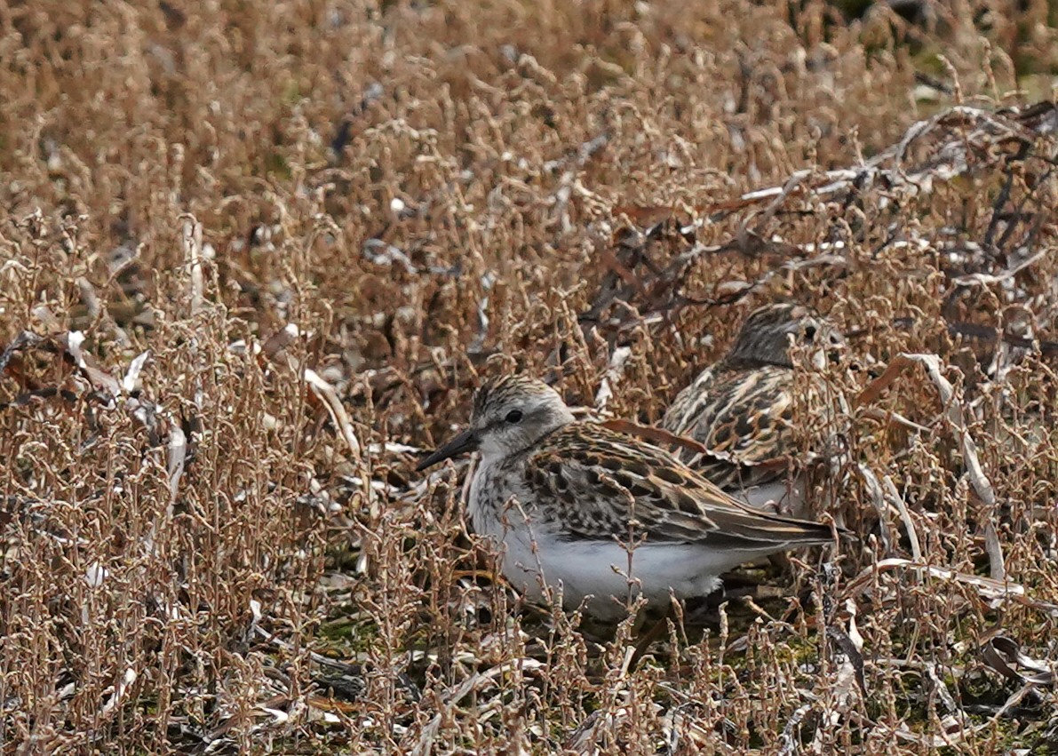 Least Sandpiper - ML642176082