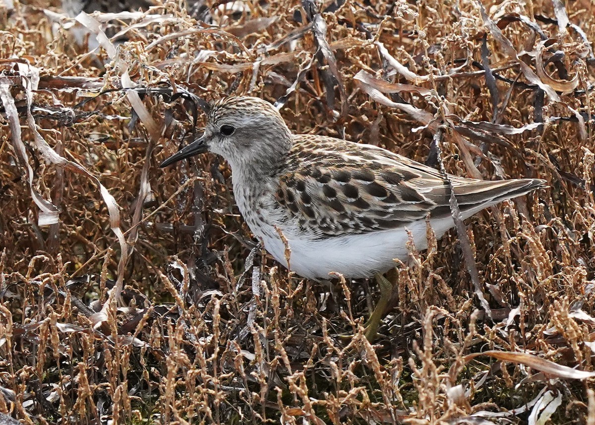 Least Sandpiper - ML642176083
