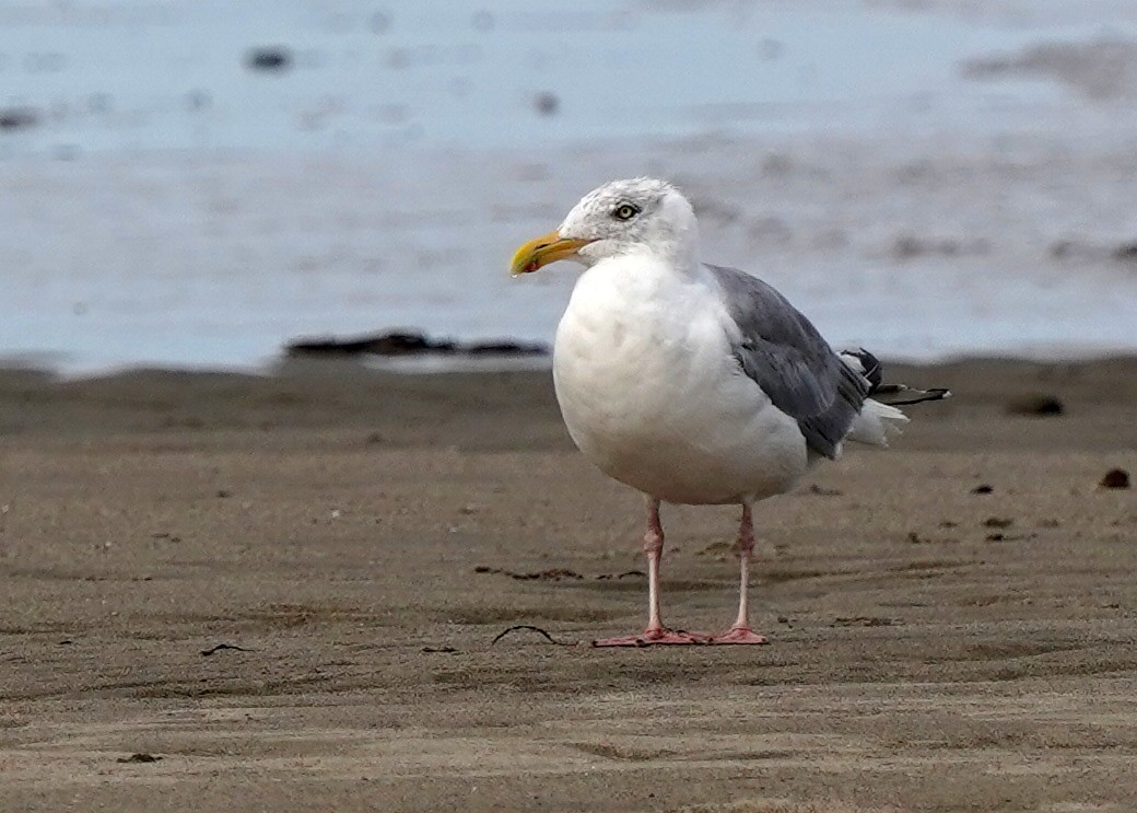 American Herring Gull - ML642176089