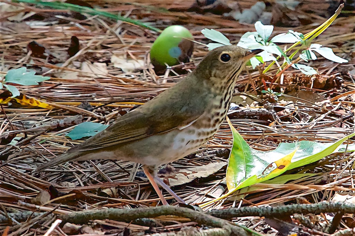 drozd západní - ML642176102