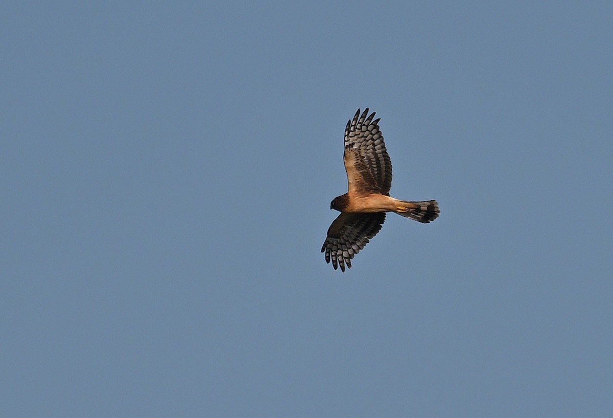 Northern Harrier - ML642176112