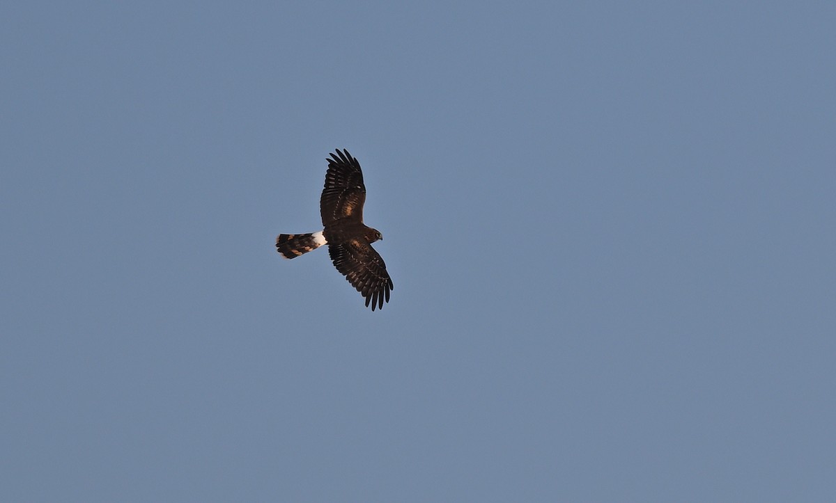 Northern Harrier - ML642176118