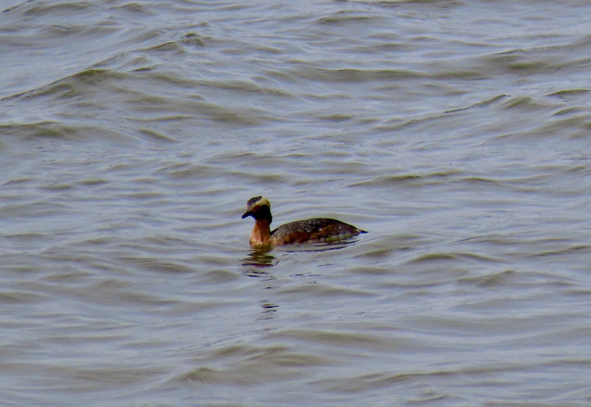 Horned Grebe - ML642176119