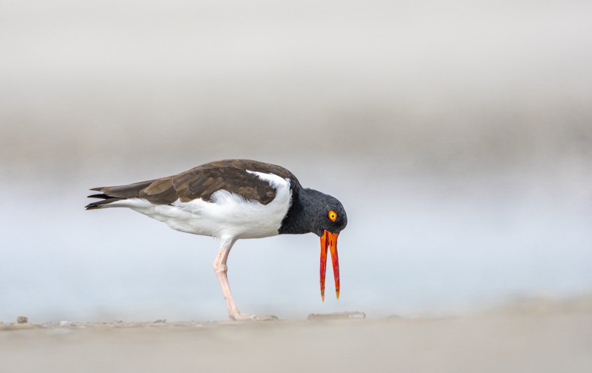 American Oystercatcher - ML642176122