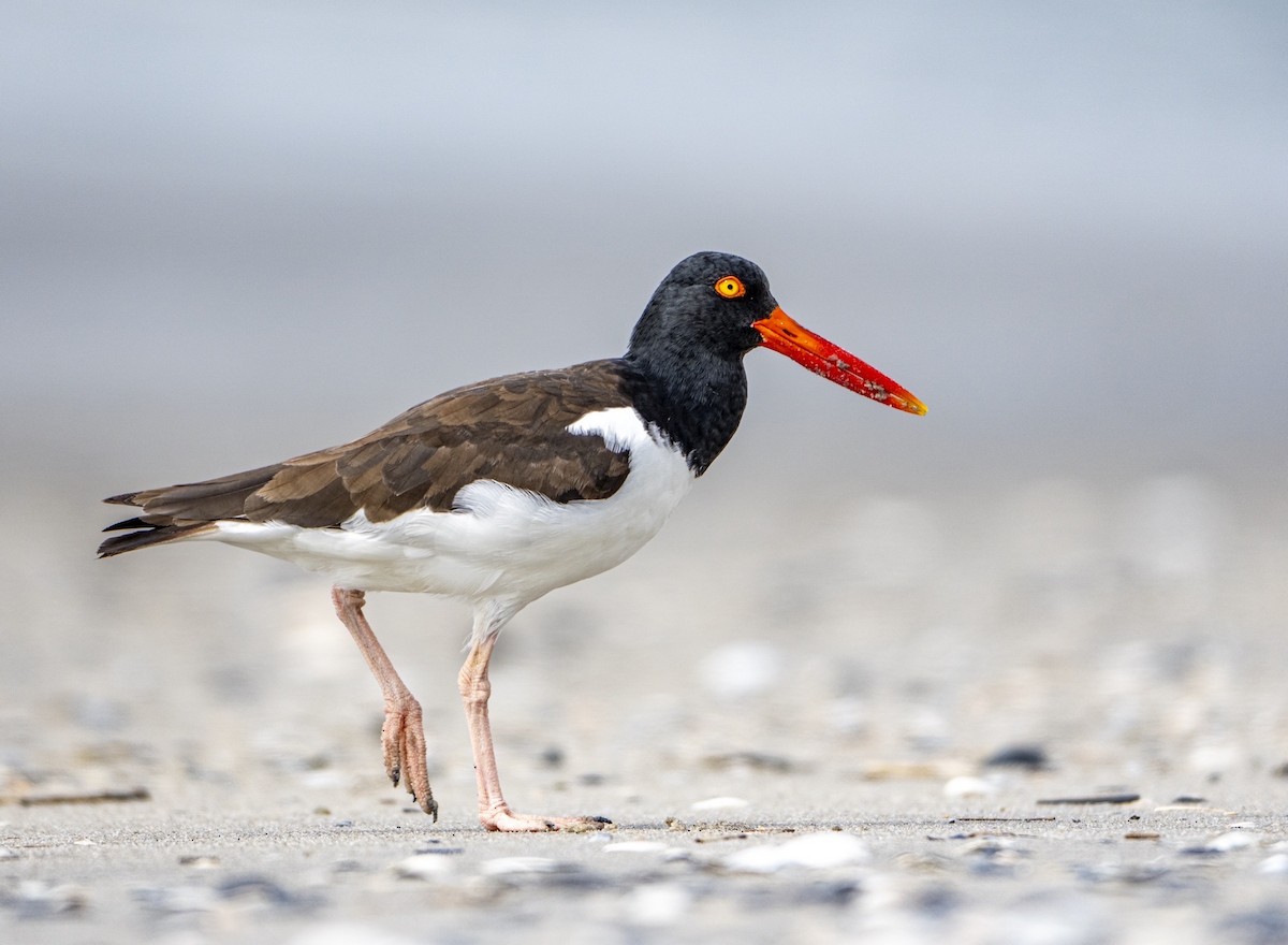American Oystercatcher - ML642176123
