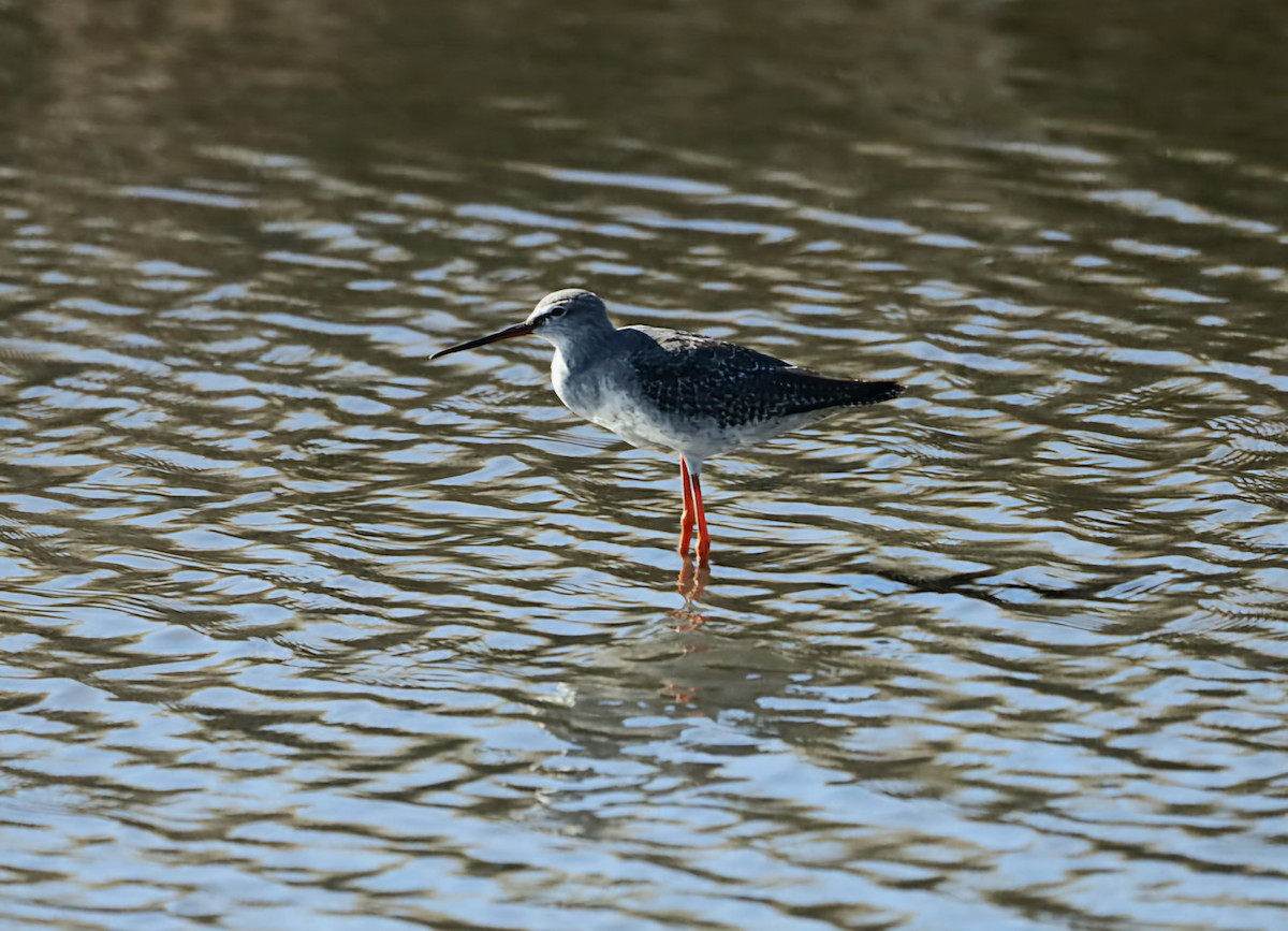 Spotted Redshank - ML642176124