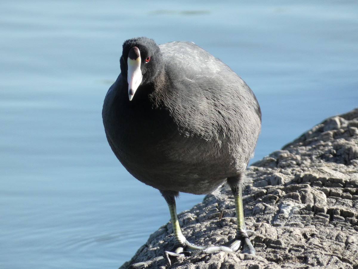 American Coot - ML642176127