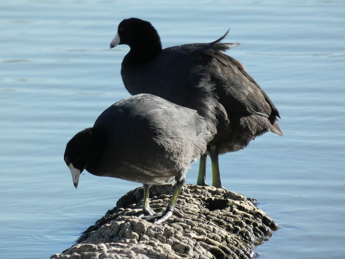 American Coot - ML642176128